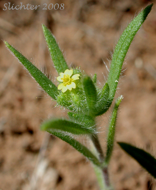 Least Tarweed, Smallhead Tarweed, Small-head Tarweed: Hemizonella minima (Synonyms: Hemizonia minima, Madia minima)