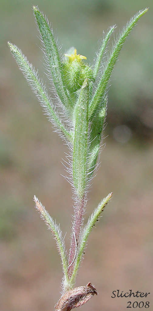 Least Tarweed, Smallhead Tarweed, Small-head Tarweed: Hemizonella minima (Synonyms: Hemizonia minima, Madia minima)