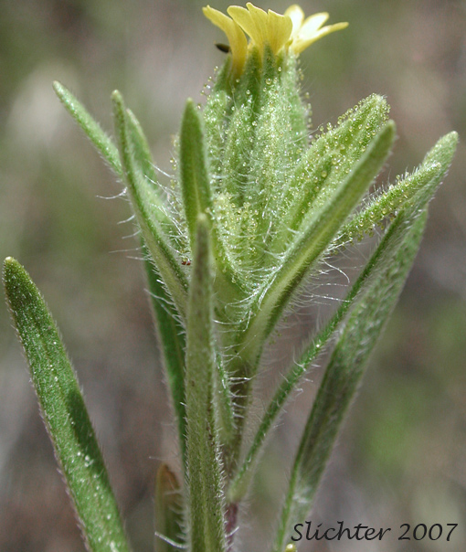 Flower head and upper stem leaves of Cluster Tarweed, Mountain Tarplant, Mountain Tarweed, Stinking Tarweed: Madia glomerata