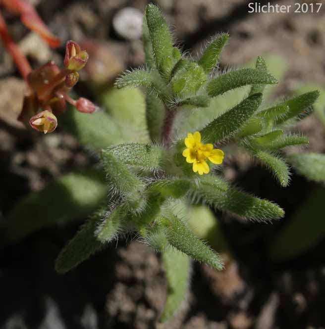 Least Tarweed, Smallhead Tarweed, Small-head Tarweed: Hemizonella minima (Synonyms: Hemizonia minima, Madia minima)