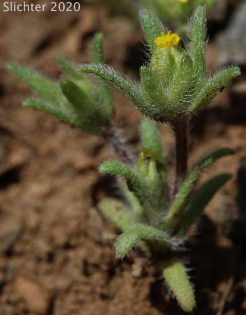 Least Tarweed, Smallhead Tarweed, Small-head Tarweed: Hemizonella minima (Synonyms: Hemizonia minima, Madia minima)