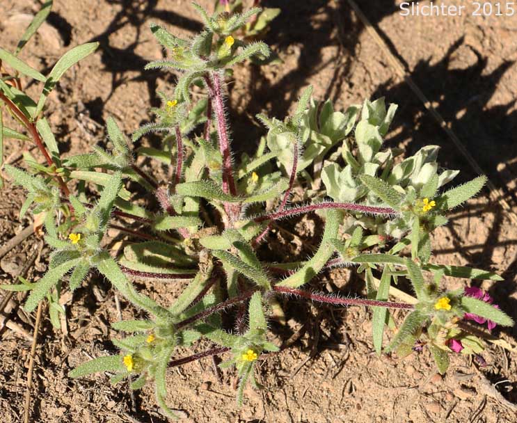 Least Tarweed, Smallhead Tarweed, Small-head Tarweed: Hemizonella minima (Synonyms: Hemizonia minima, Madia minima)