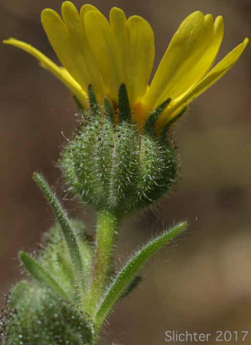 Chilean Tarplant, Coast Tarweed: Madia sativa (Synonyms: Madia capitata, Madia sativa ssp. capitata, Madia sativa ssp. sativa, Madia sativa var. congesta, Madia sativa var. sativa)