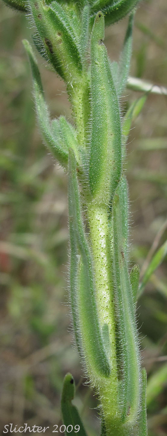 Stem leaves of Chilean Tarplant, Coast Tarweed: Madia sativa (Synonyms: Madia capitata, Madia sativa ssp. capitata, Madia sativa ssp. sativa, Madia sativa var. congesta, Madia sativa var. sativa)