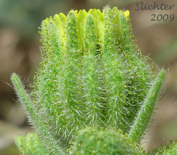 Involucral bracts of Chilean Tarplant, Coast Tarweed: Madia sativa (Synonyms: Madia capitata, Madia sativa ssp. capitata, Madia sativa ssp. sativa, Madia sativa var. congesta, Madia sativa var. sativa)