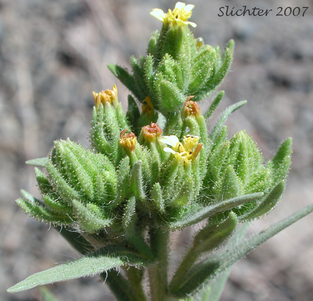 Chilean Tarplant, Coast Tarweed: Madia sativa (Synonyms: Madia capitata, Madia sativa ssp. capitata, Madia sativa ssp. sativa, Madia sativa var. congesta, Madia sativa var. sativa)