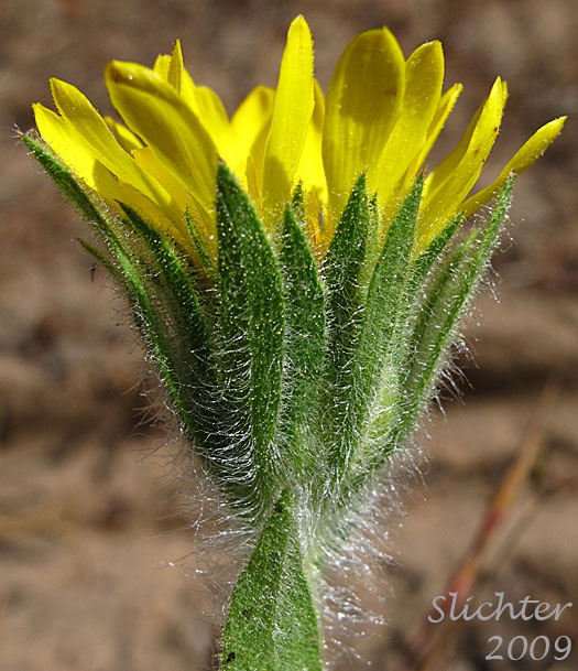 Involucral bracts of Large Sticky Goldenweed, Tacky Goldenweed: Pyrrocoma hirta var. sonchifolia (Synonym: Haplopappus hirtus)