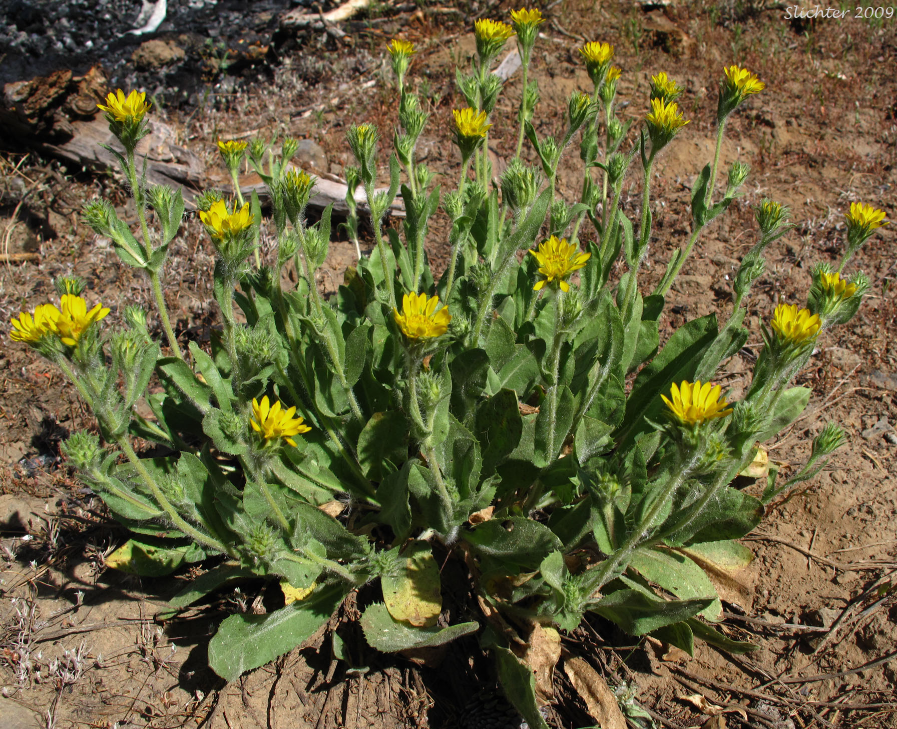 Large Sticky Goldenweed, Tacky Goldenweed: Pyrrocoma hirta var. sonchifolia (Synonym: Haplopappus hirtus)
