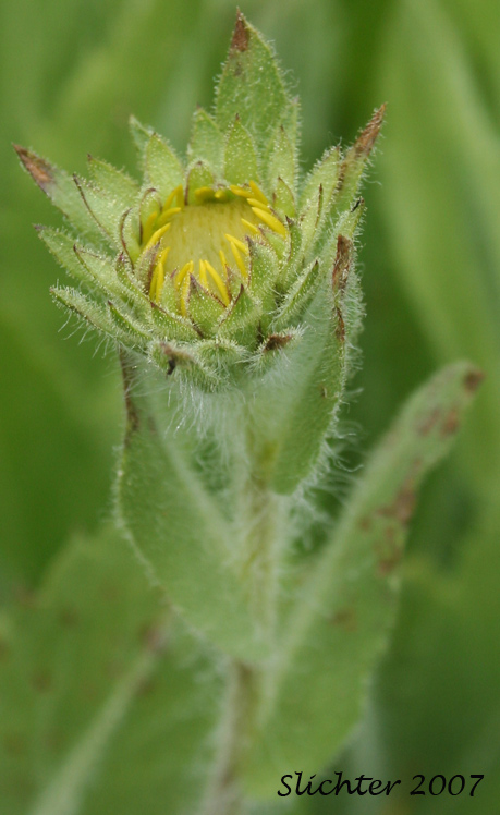 Flower buds of Large Sticky Goldenweed, Tacky Goldenweed: Pyrrocoma hirta var. sonchifolia (Synonym: Haplopappus hirtus)