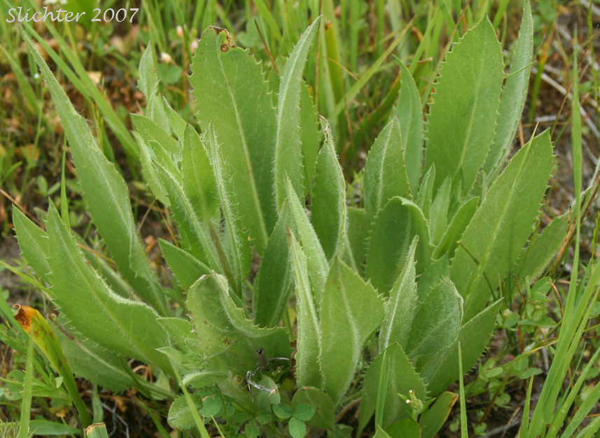 Basal leaves of Large Sticky Goldenweed, Tacky Goldenweed: Pyrrocoma hirta var. sonchifolia (Synonym: Haplopappus hirtus)