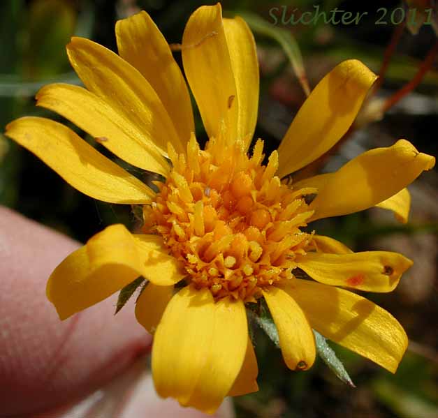 Close-up of the flower head of Howell's Goldenweed, Linear Goldenweed, Narrowleaf Goldenweed: Pyrrocoma howellii (Synonyms: Haplopappus uniflorus ssp. howellii, Haplopappus uniflorus var. howellii, Haplopappus uniflorus ssp. linearis, Pyrrocoma linearis, Pyrrocoma uniflora var. howellii, Pyrrocoma uniflora var. linearis)