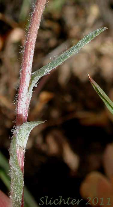 Mid-stem leaves of Howell's Goldenweed, Linear Goldenweed, Narrowleaf Goldenweed: Pyrrocoma howellii (Synonyms: Haplopappus uniflorus ssp. howellii, Haplopappus uniflorus var. howellii, Haplopappus uniflorus ssp. linearis, Pyrrocoma linearis, Pyrrocoma uniflora var. howellii, Pyrrocoma uniflora var. linearis)