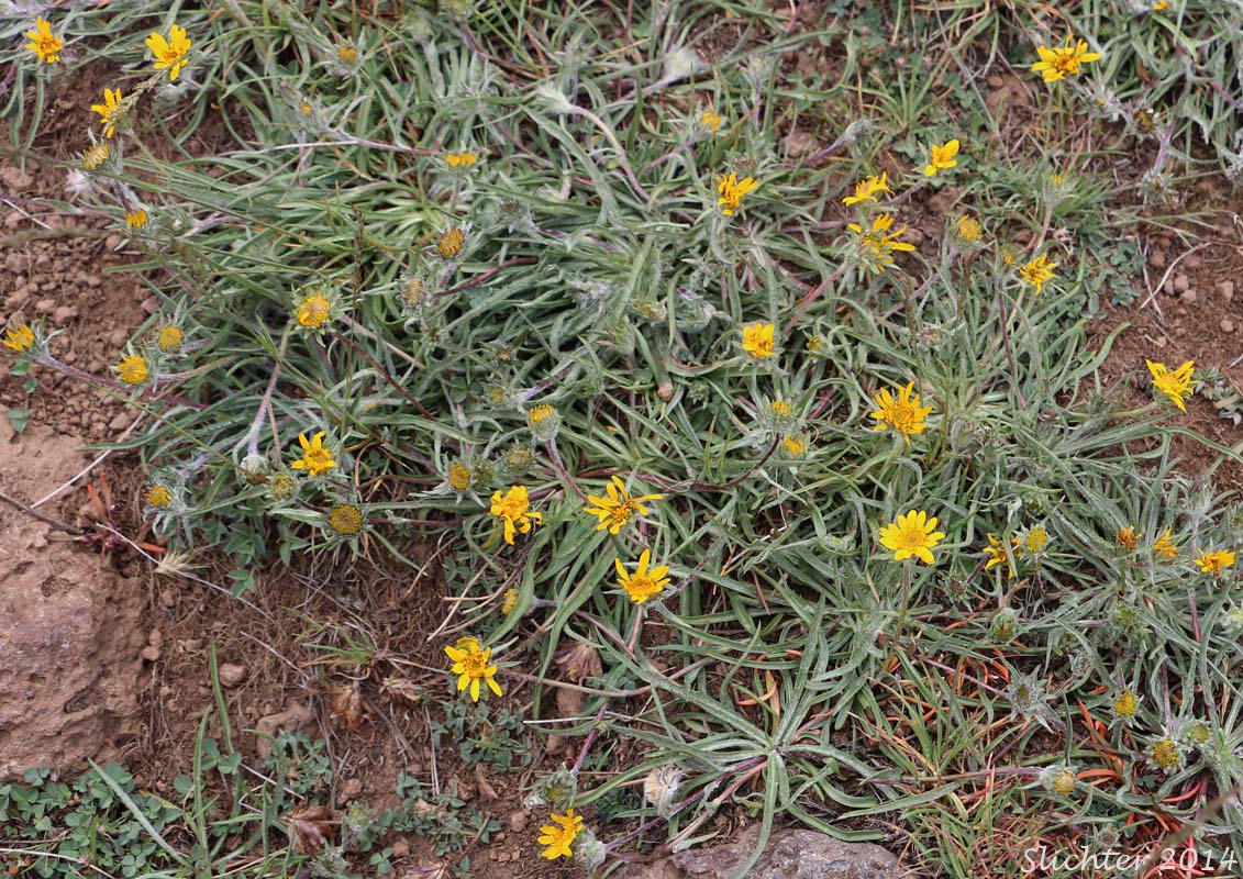 Howell's Goldenweed, Linear Goldenweed, Narrowleaf Goldenweed: Pyrrocoma howellii (Synonyms: Haplopappus uniflorus ssp. howellii, Haplopappus uniflorus var. howellii, Haplopappus uniflorus ssp. linearis, Pyrrocoma linearis, Pyrrocoma uniflora var. howellii, Pyrrocoma uniflora var. linearis)
