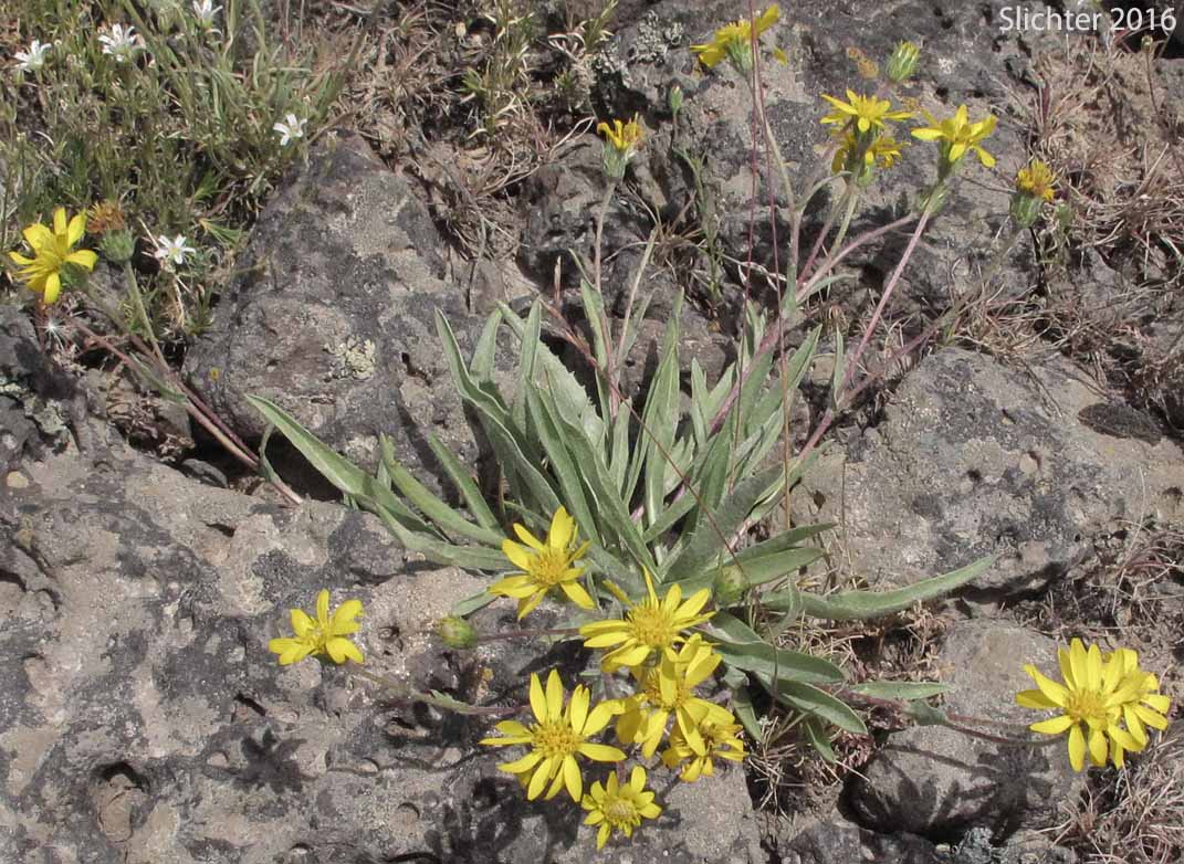 Lanceleaf Goldenweed, Sticky Goldenweed, Sticky: Pyrrocoma lanceolata (Synonyms: Haplopappus lanceolatus, Haplopappus lanceolatus ssp. lanceolatus, Haplopappus lanceolatus ssp. tenuicaulis, Pyrrocoma lanceolata var. lanceolata)