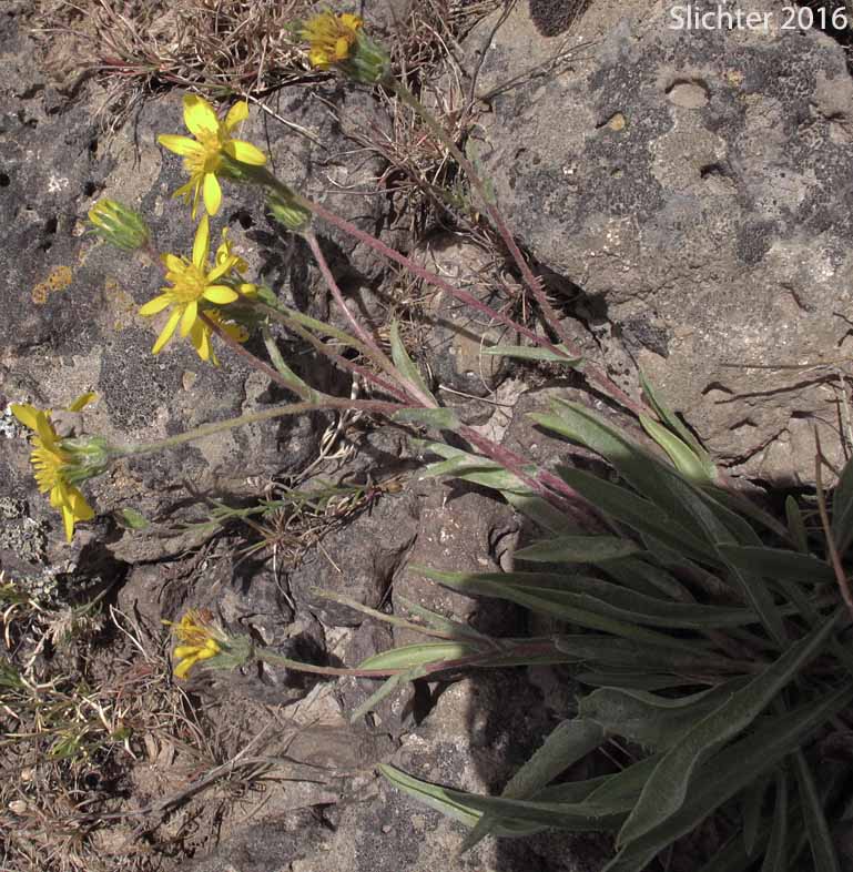Lanceleaf Goldenweed, Sticky Goldenweed, Sticky: Pyrrocoma lanceolata (Synonyms: Haplopappus lanceolatus, Haplopappus lanceolatus ssp. lanceolatus, Haplopappus lanceolatus ssp. tenuicaulis, Pyrrocoma lanceolata var. lanceolata)