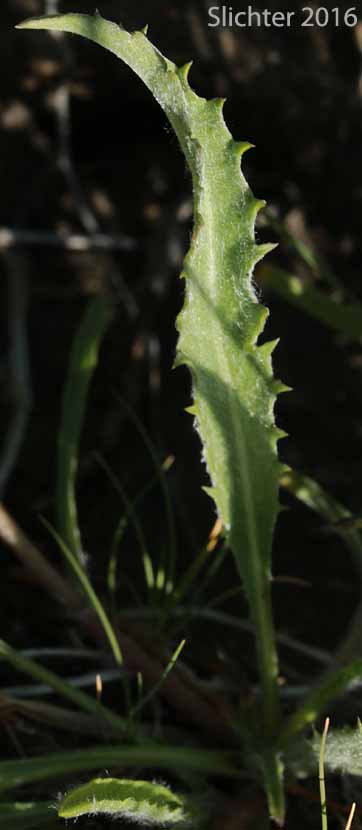 Leaf of Lanceleaf Goldenweed, Sticky Goldenweed, Sticky: Pyrrocoma lanceolata (Synonyms: Haplopappus lanceolatus, Haplopappus lanceolatus ssp. lanceolatus, Haplopappus lanceolatus ssp. tenuicaulis, Pyrrocoma lanceolata var. lanceolata)