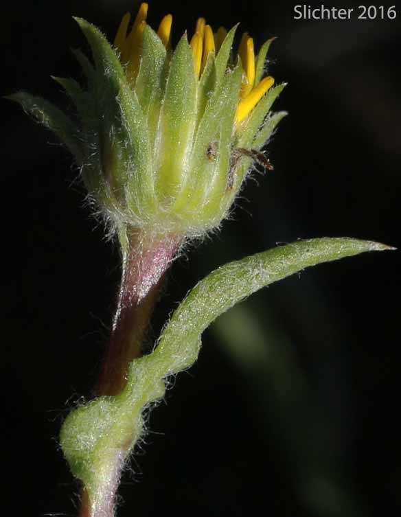 Flowerhead and upperstem leaf of Lanceleaf Goldenweed, Sticky Goldenweed, Sticky: Pyrrocoma lanceolata (Synonyms: Haplopappus lanceolatus, Haplopappus lanceolatus ssp. lanceolatus, Haplopappus lanceolatus ssp. tenuicaulis, Pyrrocoma lanceolata var. lanceolata)