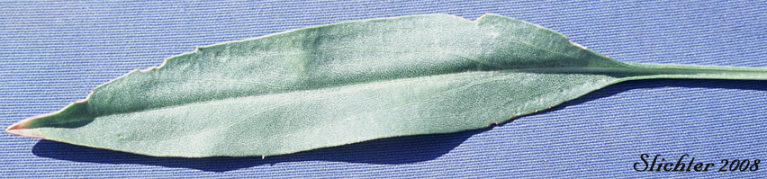 Stem leaf of Lanceleaf Goldenweed, Sticky Goldenweed, Sticky: Pyrrocoma lanceolata (Synonyms: Haplopappus lanceolatus, Haplopappus lanceolatus ssp. lanceolatus, Haplopappus lanceolatus ssp. tenuicaulis, Pyrrocoma lanceolata var. lanceolata)