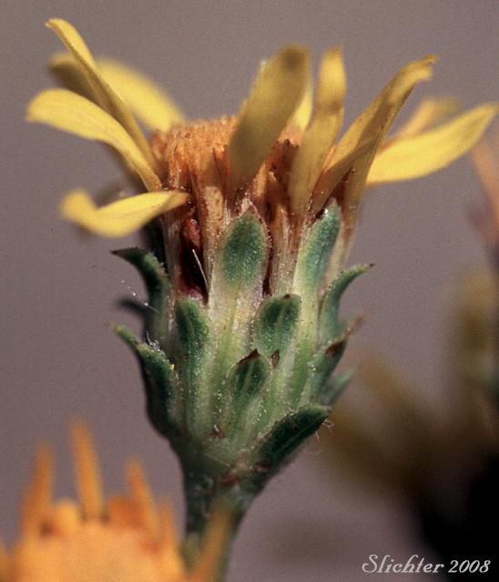 Lance-leaved Goldenweed: Pyrrocoma lanceolata var. lanceolata