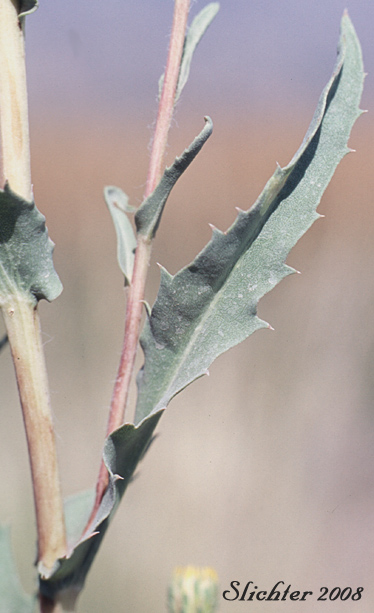 Stem leaf of Lanceleaf Goldenweed, Sticky Goldenweed, Sticky: Pyrrocoma lanceolata (Synonyms: Haplopappus lanceolatus, Haplopappus lanceolatus ssp. lanceolatus, Haplopappus lanceolatus ssp. tenuicaulis, Pyrrocoma lanceolata var. lanceolata)