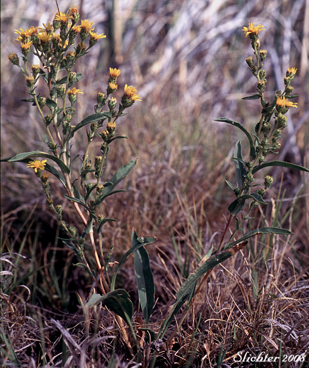 Lanceleaf Goldenweed, Sticky Goldenweed, Sticky: Pyrrocoma lanceolata (Synonyms: Haplopappus lanceolatus, Haplopappus lanceolatus ssp. lanceolatus, Haplopappus lanceolatus ssp. tenuicaulis, Pyrrocoma lanceolata var. lanceolata)