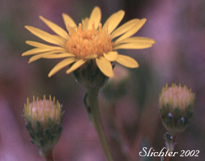Lanceleaf Goldenweed, Sticky Goldenweed, Sticky: Pyrrocoma lanceolata (Synonyms: Haplopappus lanceolatus, Haplopappus lanceolatus ssp. lanceolatus, Haplopappus lanceolatus ssp. tenuicaulis, Pyrrocoma lanceolata var. lanceolata)