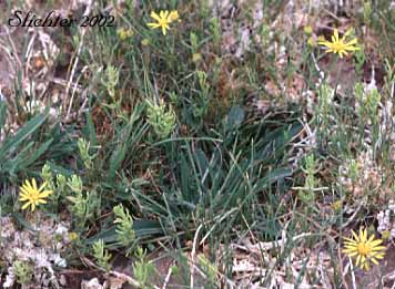 Lanceleaf Goldenweed, Sticky Goldenweed, Sticky: Pyrrocoma lanceolata (Synonyms: Haplopappus lanceolatus, Haplopappus lanceolatus ssp. lanceolatus, Haplopappus lanceolatus ssp. tenuicaulis, Pyrrocoma lanceolata var. lanceolata)