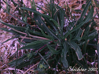 Basal leaves of Lanceleaf Goldenweed, Sticky Goldenweed, Sticky: Pyrrocoma lanceolata (Synonyms: Haplopappus lanceolatus, Haplopappus lanceolatus ssp. lanceolatus, Haplopappus lanceolatus ssp. tenuicaulis, Pyrrocoma lanceolata var. lanceolata)