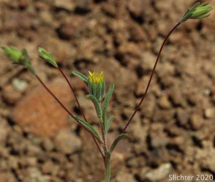 Bristlehead, Bristle Head, False Wireweed, Wireweed: Rigiopappus leptocladus