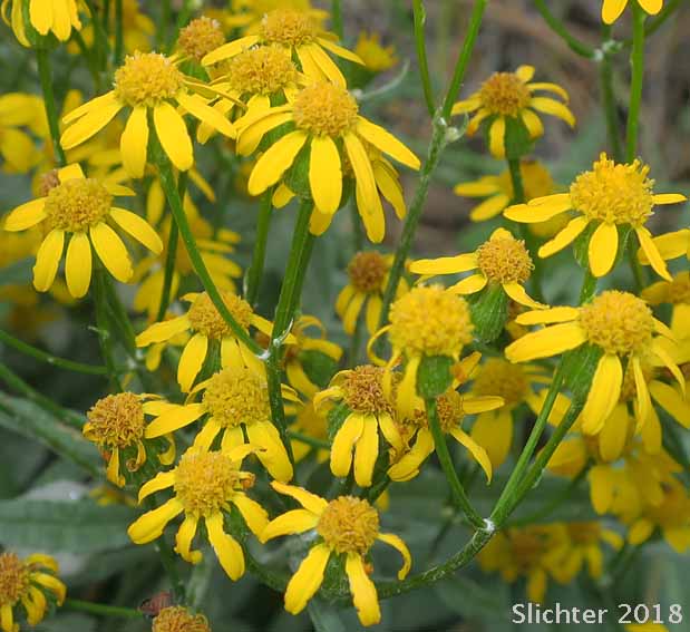 Tall Butterweed, Woolly Butterweed, Woolly Groundsel: Packera cana (Synonyms: Senecio canus, Senecio convallium, Senecio hallii, Senecio hallii var. discoidea, Senecio harbourii, Senecio howellii, Senecio purshianus)