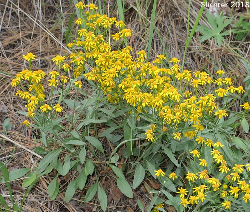 Tall Butterweed, Woolly Butterweed, Woolly Groundsel: Packera cana (Synonyms: Senecio canus, Senecio convallium, Senecio hallii, Senecio hallii var. discoidea, Senecio harbourii, Senecio howellii, Senecio purshianus)