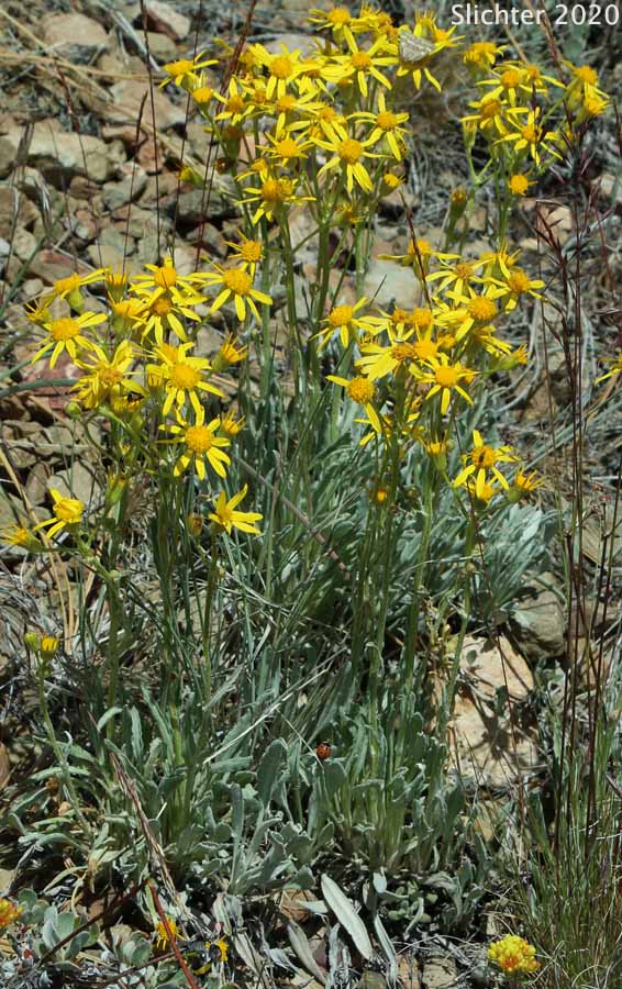 Tall Butterweed, Woolly Butterweed, Woolly Groundsel: Packera cana (Synonyms: Senecio canus, Senecio convallium, Senecio hallii, Senecio hallii var. discoidea, Senecio harbourii, Senecio howellii, Senecio purshianus)