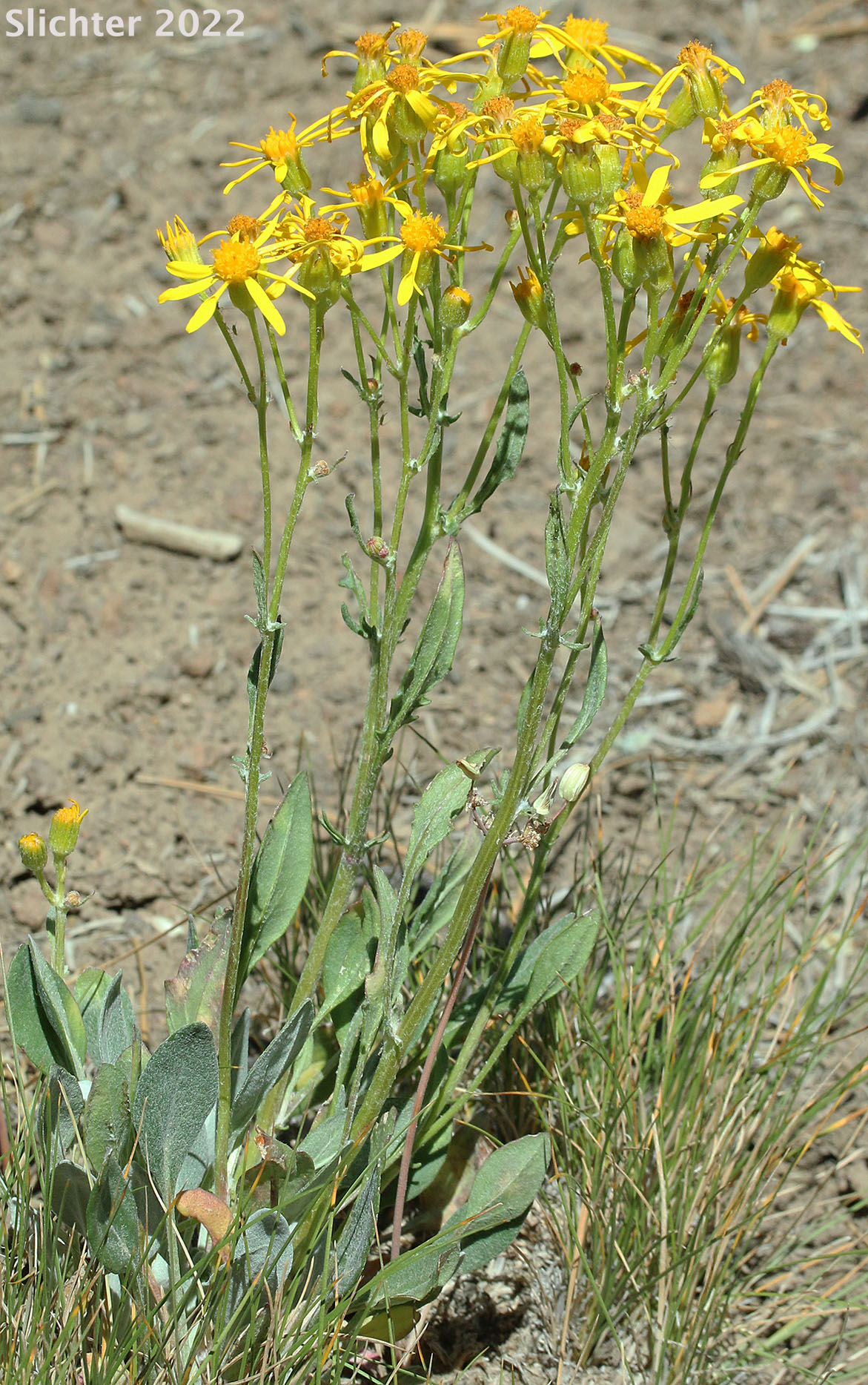 Tall Butterweed, Woolly Butterweed, Woolly Groundsel: Packera cana (Synonyms: Senecio canus, Senecio convallium, Senecio hallii, Senecio hallii var. discoidea, Senecio harbourii, Senecio howellii, Senecio purshianus)