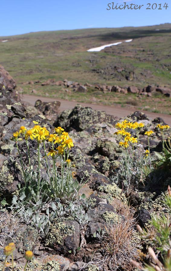 Habitat of Tall Butterweed, Woolly Butterweed, Woolly Groundsel: Packera cana (Synonyms: Senecio canus, Senecio convallium, Senecio hallii, Senecio hallii var. discoidea, Senecio harbourii, Senecio howellii, Senecio purshianus)
