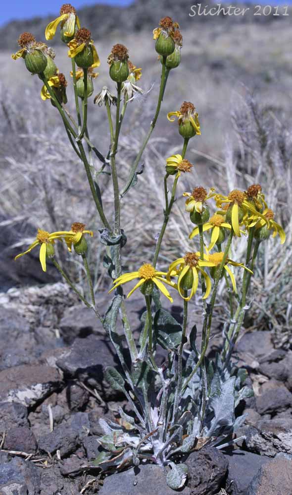 Tall Butterweed, Woolly Butterweed, Woolly Groundsel: Packera cana (Synonyms: Senecio canus, Senecio convallium, Senecio hallii, Senecio hallii var. discoidea, Senecio harbourii, Senecio howellii, Senecio purshianus)