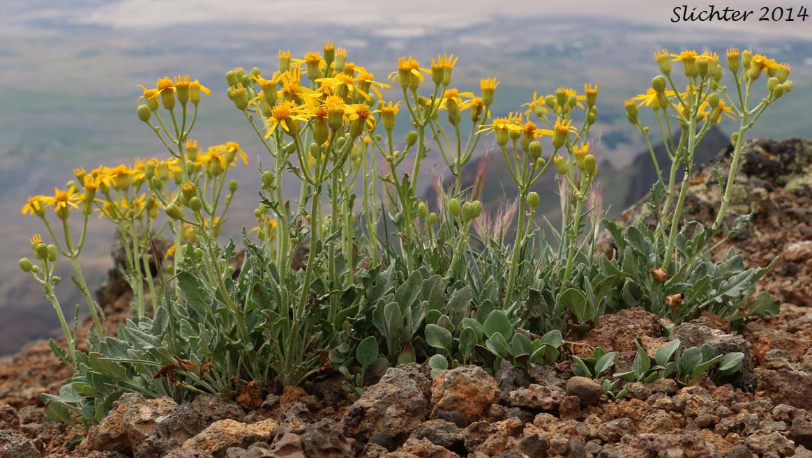 Tall Butterweed, Woolly Butterweed, Woolly Groundsel: Packera cana (Synonyms: Senecio canus, Senecio convallium, Senecio hallii, Senecio hallii var. discoidea, Senecio harbourii, Senecio howellii, Senecio purshianus)