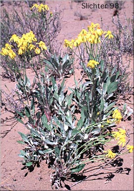 Tall Butterweed, Woolly Butterweed, Woolly Groundsel: Packera cana (Synonyms: Senecio canus, Senecio convallium, Senecio hallii, Senecio hallii var. discoidea, Senecio harbourii, Senecio howellii, Senecio purshianus)