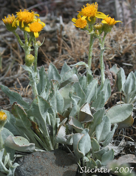Tall Butterweed, Woolly Butterweed, Woolly Groundsel: Packera cana (Synonyms: Senecio canus, Senecio convallium, Senecio hallii, Senecio hallii var. discoidea, Senecio harbourii, Senecio howellii, Senecio purshianus)