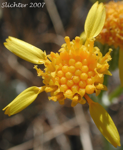 Flower head of Tall Butterweed, Woolly Butterweed, Woolly Groundsel: Packera cana (Synonyms: Senecio canus, Senecio convallium, Senecio hallii, Senecio hallii var. discoidea, Senecio harbourii, Senecio howellii, Senecio purshianus)