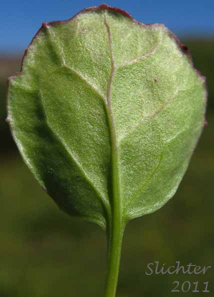 Lower surface of a basal leaf blade of Alpine Meadow Groundsel, Buek's Groundsel, Cleftleaf Groundsel, Pale Groundsel: Packera subnuda var. subnuda (Synonyms: Packera buekii, Senecio cymbalarioides, Senecio cymbalarioides var. cymbalarioides, Senecio subndus)