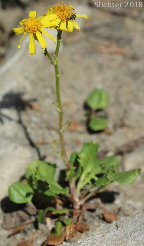 Alpine Meadow Groundsel, Buek's Groundsel, Cleftleaf Groundsel, Pale Groundsel: Packera subnuda var. subnuda (Synonyms: Packera buekii, Senecio cymbalarioides, Senecio cymbalarioides var. cymbalarioides, Senecio subndus)