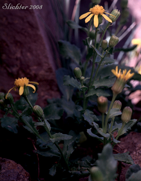 Dwarf Mountain Ragwort, Dwarf Mountain Groundsel: Senecio fremontii var. fremontii