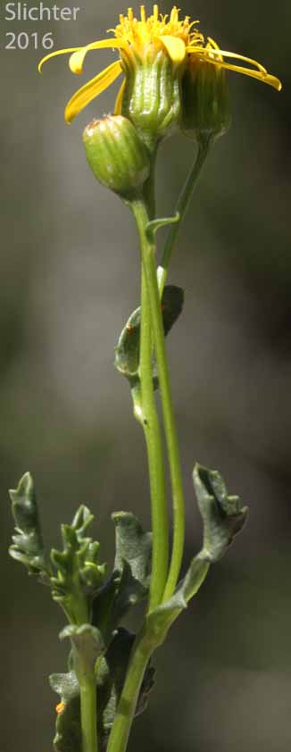 Inflorescence of Dwarf Mountain Ragwort, Dwarf Mountain Groundsel: Senecio fremontii var. fremontii