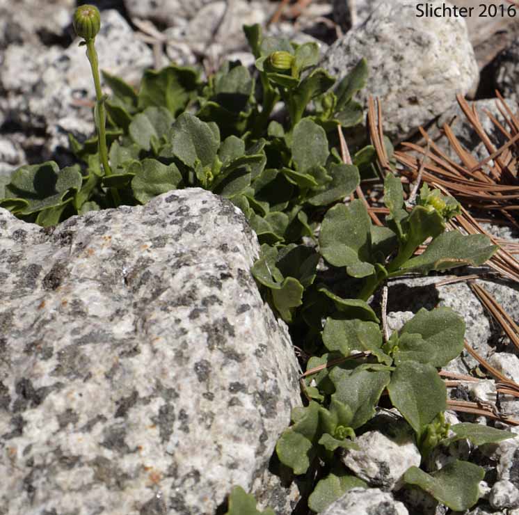 Leaves of Dwarf Mountain Ragwort, Dwarf Mountain Groundsel: Senecio fremontii var. fremontii