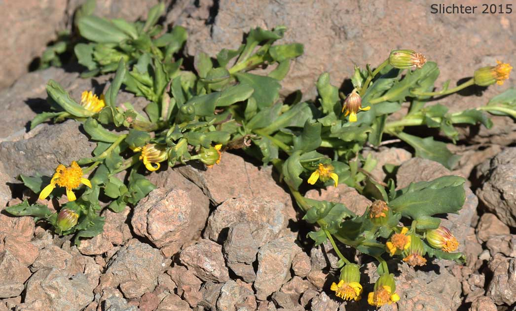 Dwarf Mountain Ragwort, Dwarf Mountain Groundsel: Senecio fremontii var. fremontii