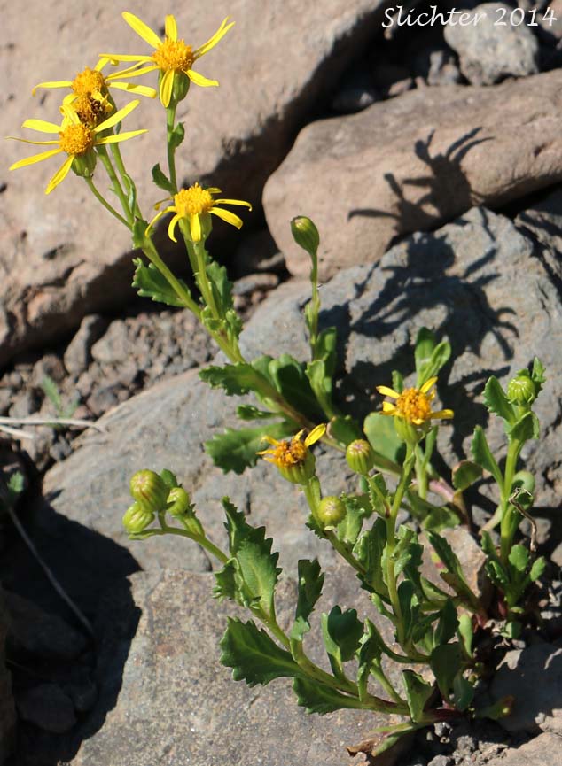 Dwarf Mountain Ragwort, Dwarf Mountain Groundsel: Senecio fremontii var. fremontii