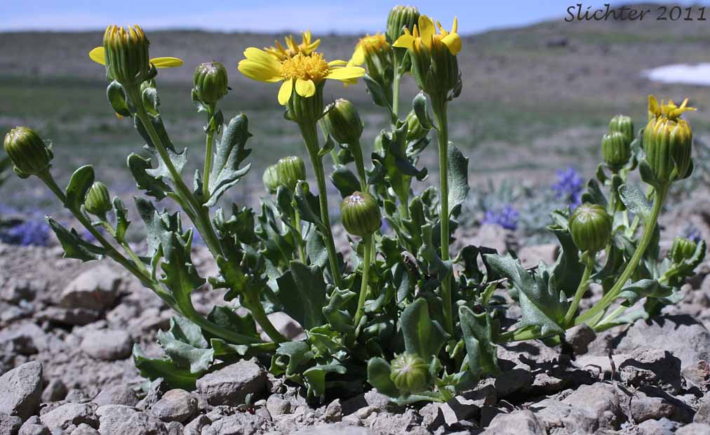 Dwarf Mountain Ragwort, Dwarf Mountain Groundsel: Senecio fremontii var. fremontii