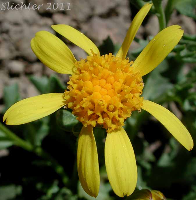 Flower head of Dwarf Mountain Ragwort, Dwarf Mountain Groundsel: Senecio fremontii var. fremontii