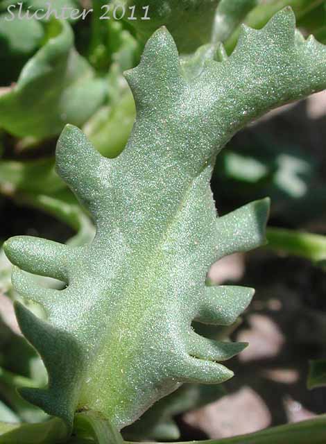 Stem leaf of Dwarf Mountain Ragwort, Dwarf Mountain Groundsel: Senecio fremontii var. fremontii