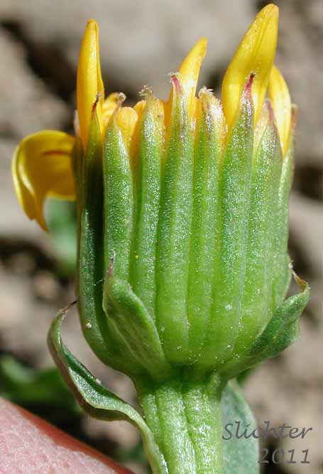 Involucral bracts of Dwarf Mountain Ragwort, Dwarf Mountain Groundsel: Senecio fremontii var. fremontii